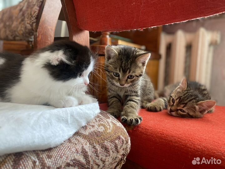 Котята в добрые руки даром