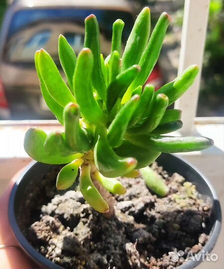 Домашние растения