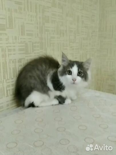 Котенок мальчик