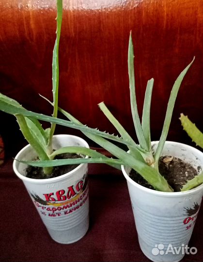 Алоэ Вера разных возрастов