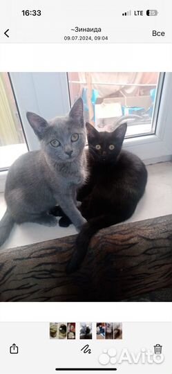 Котейки в добрые руки