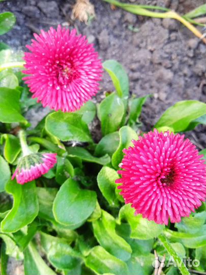 Маргаритки махровые