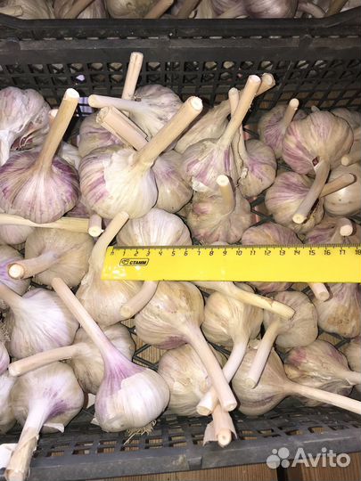 Чеснок озимый