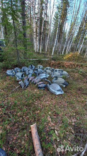 Продам чучела