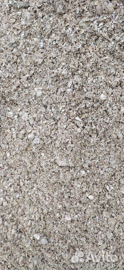 Ракушка кормовая морская