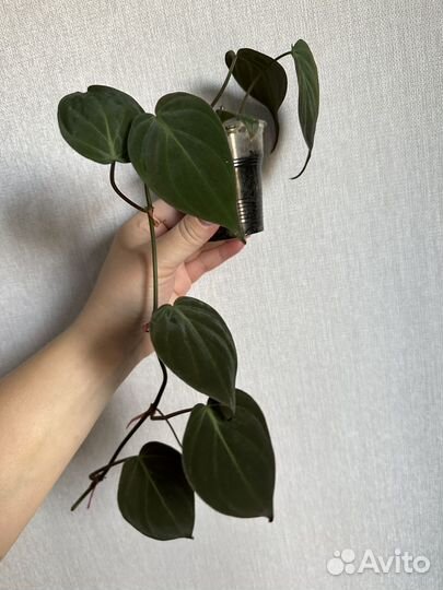 Пеларгония герань, эпипремнум