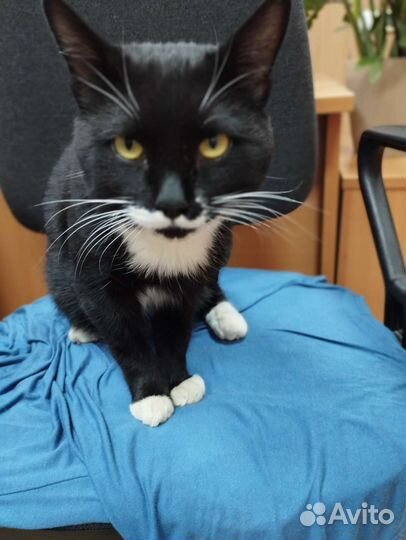 Коть Лапушка