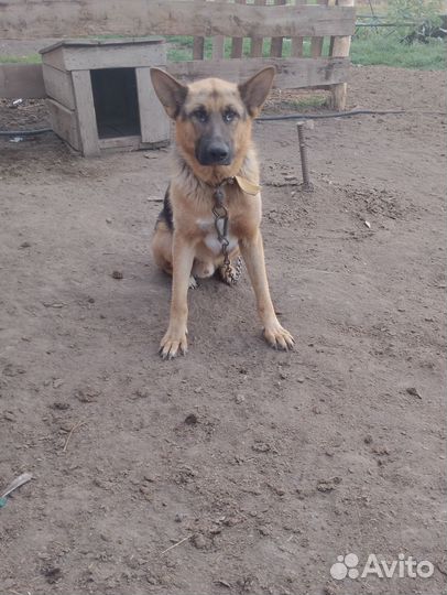 Овцы бараны