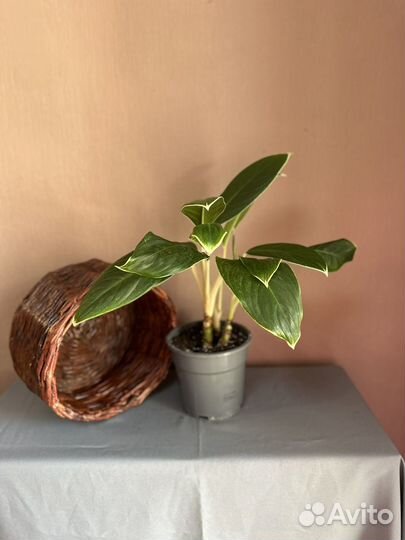 Аглаонема White Lime d17