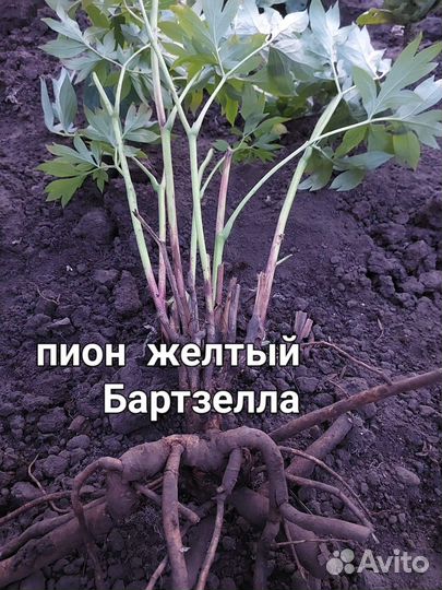 Пионы гибрид Ито- бартзелла