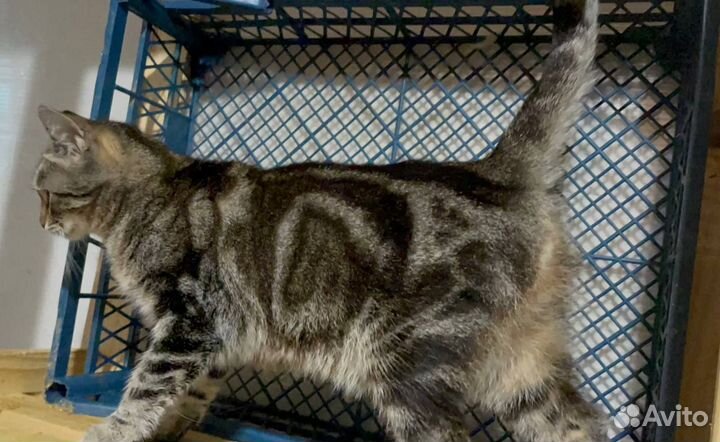 Бенгальская кошечка