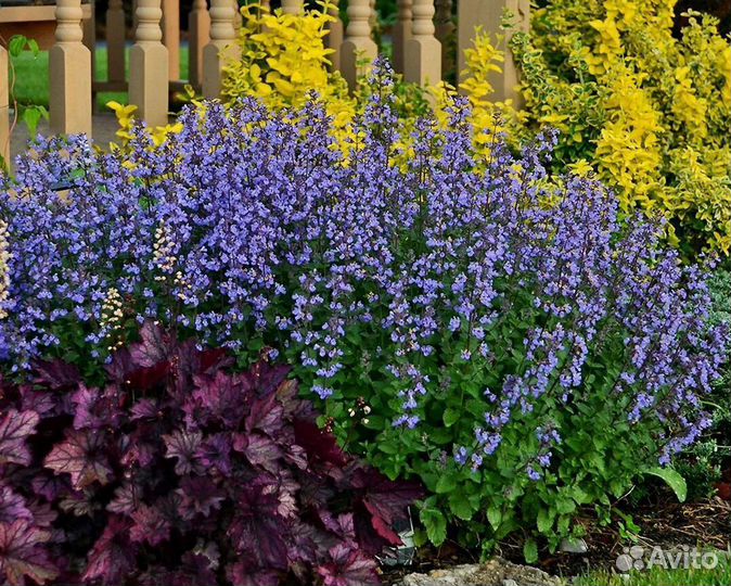 Котовник Фассена Пурсиан Блю