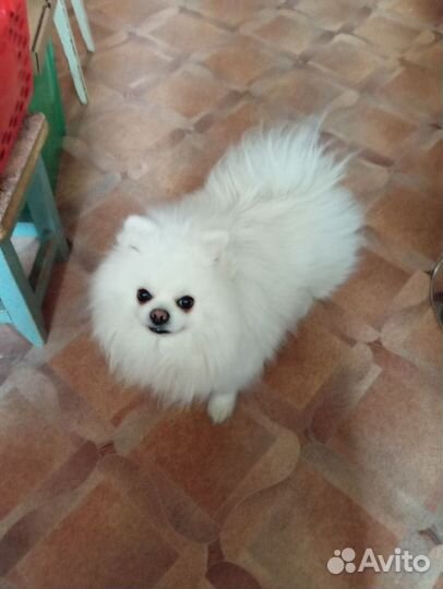 Шпиц белый вязка