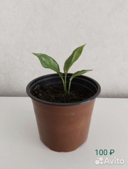 Комнатные растения Спатифиллум