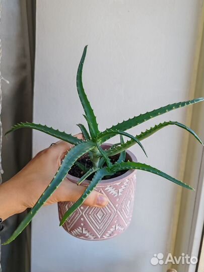 Комнатные растения цветы