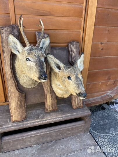 Чучело птицы