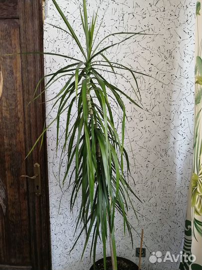 Комнатные растения цветы