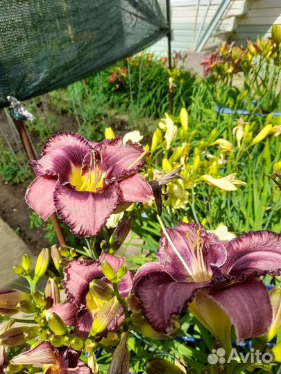 Лилейник сортовой