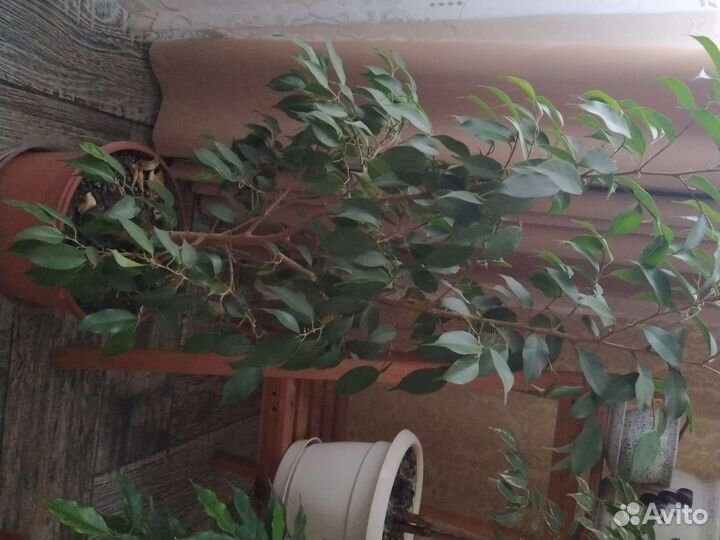 Комнатные цветы