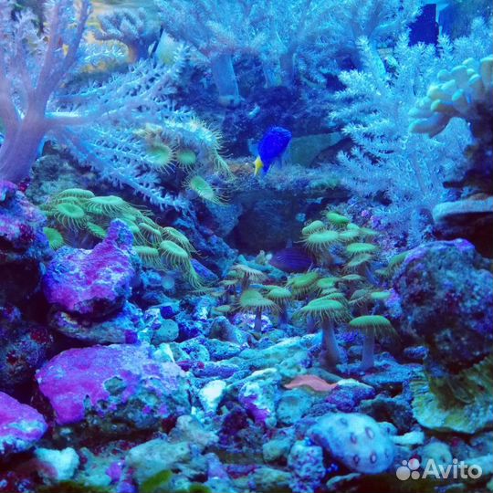 Обслуживание пресноводных и морских аквариумов