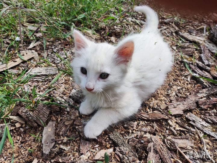 Белый котёнок