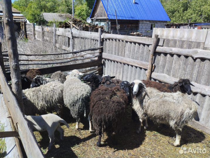 Продаю овцы и бараны