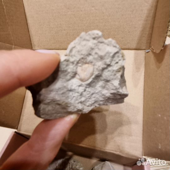 Окаменелости трилобит