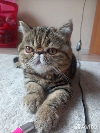 Девочка экзотка