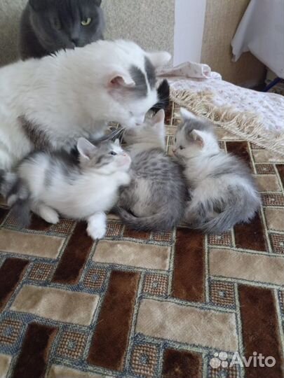 Котята в добрые руки бесплатно