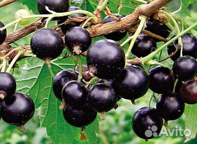 Смородина черная, красная, йошта и крыжовник