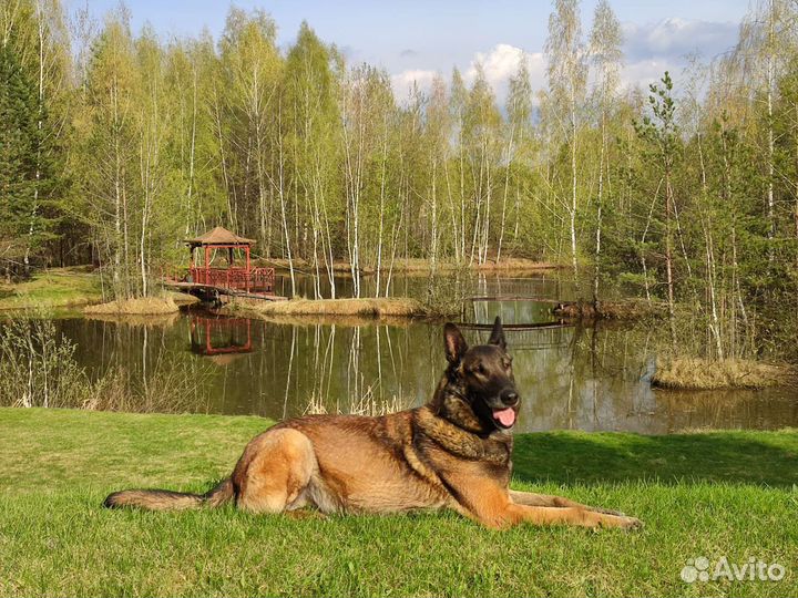 Дрессировка собак