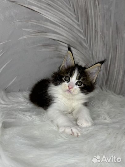 Мейн-кун котик