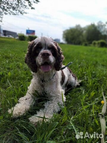 Вязка. Американский Кокер спаниель