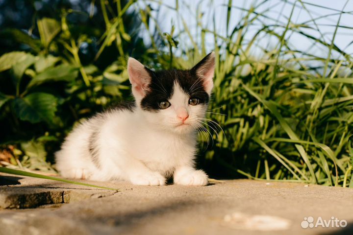 Котята в добрые руки бесплатно