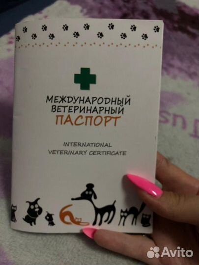 Вязка Русский той-терьер