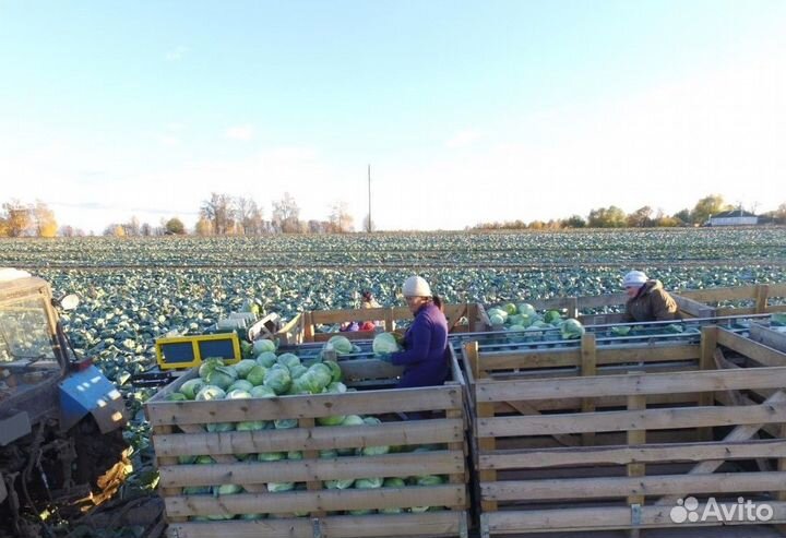 Подборщик Asa Lift SL-122E, 2023