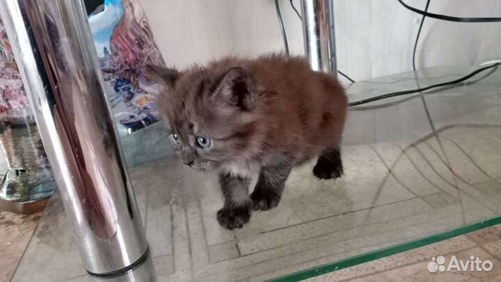 Котенок девочка в добрые руки