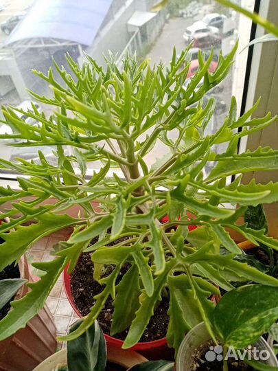 Хатиора, хойя, сингониум пинк