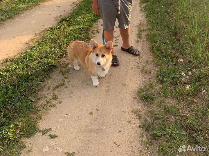 Вельш-корги пемброк вязка