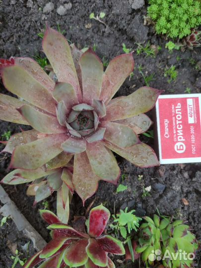 Молодило каменная роза