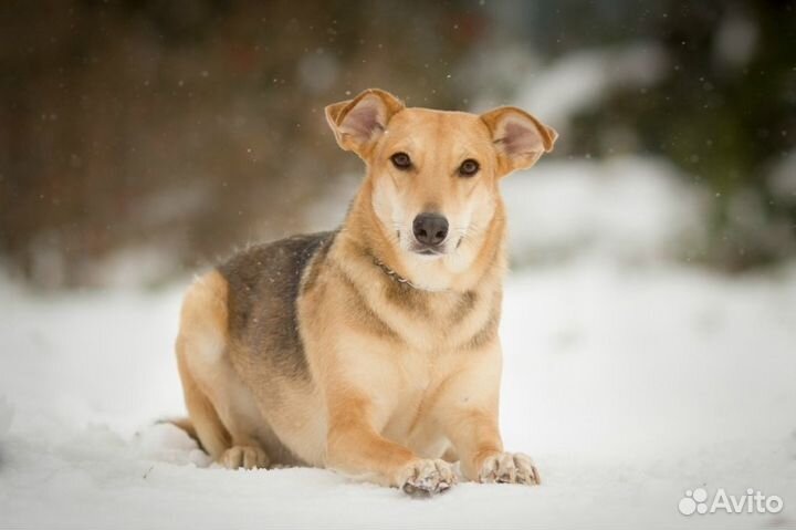 Алиса в добрые руки
