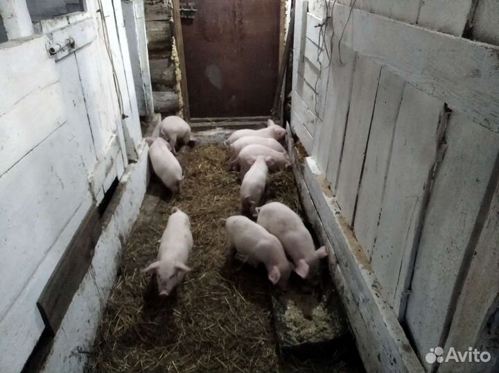 Продам поросят