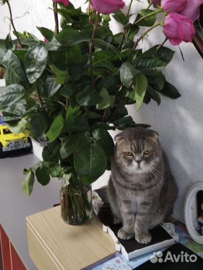 Шотландская