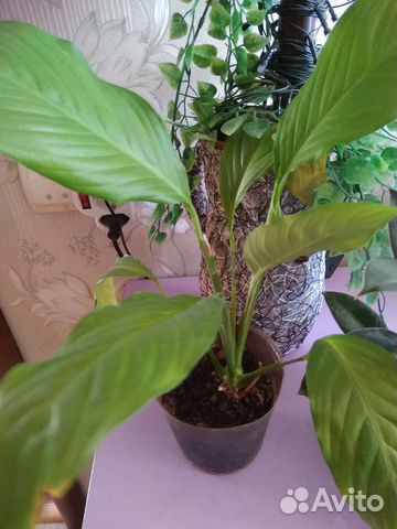 Спатифиллум