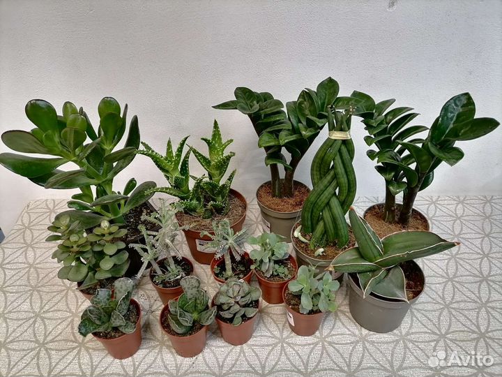 Адромискус, Толстянка, Алоэ, Сансевиерии, Зензи