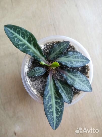 Молочай франкози (euphorbia francoisii)