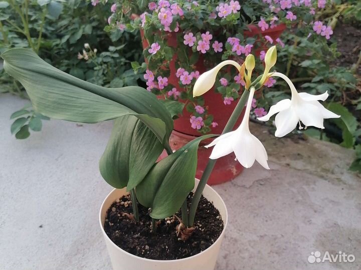 Комнатные растения