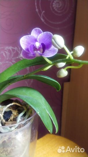 Орхидея фаленопсис