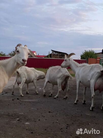 Козы ламанчи