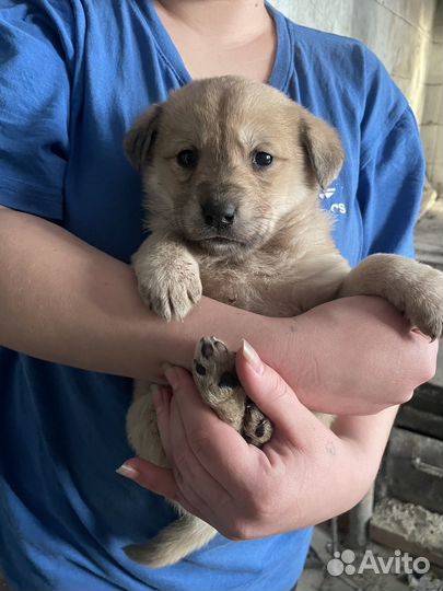 Щенки, бесплатно